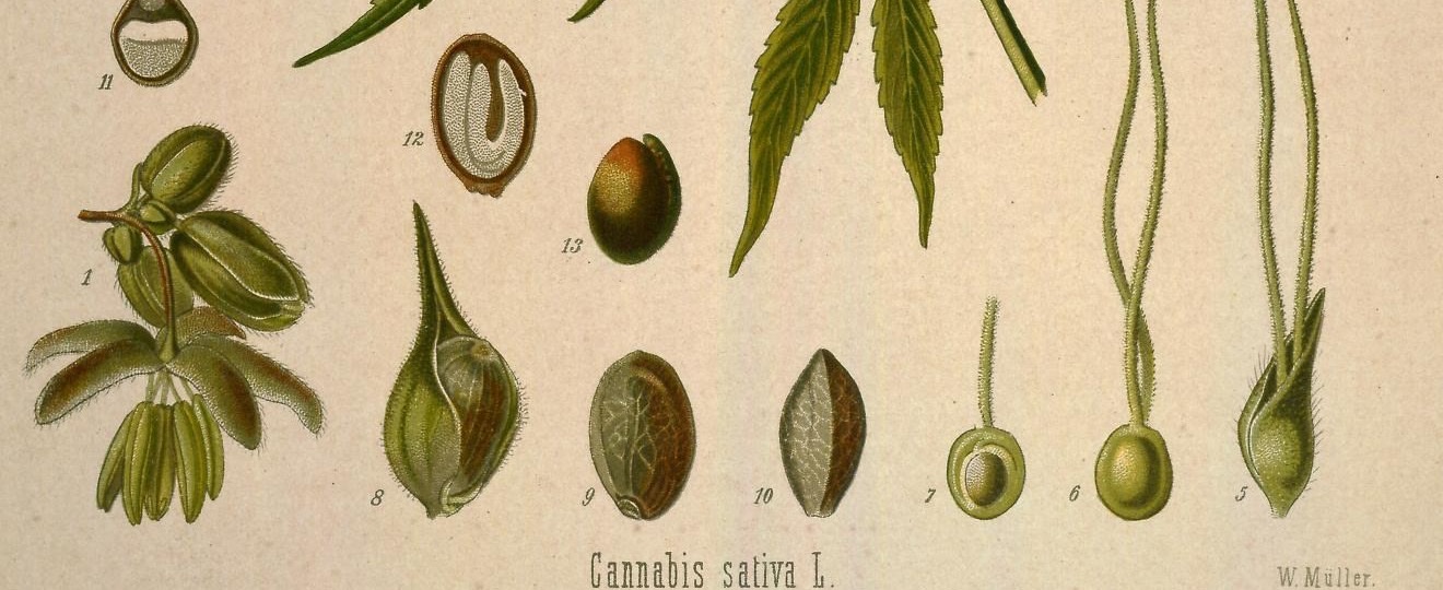 Semi di canapa e sezioni di semi disegnati in Medizinal-Pflanzen di Köhler, 1887