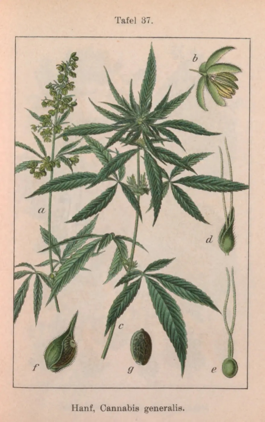 Tavola botanica colorata a mano di una pianta di canapa con semi, dalla Flora von Deutschland di Sturm, 1796